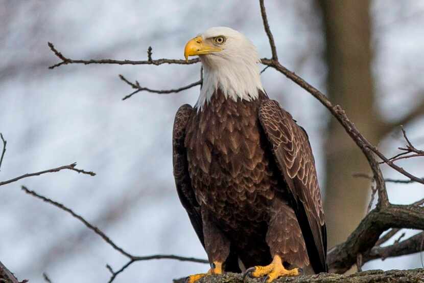 A bald eagle sits perched in a tree Monday, Feb. 20, 2017, near the St. Joseph River in...