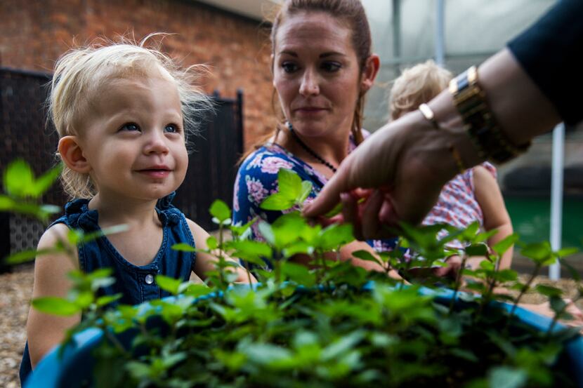 Palmer Richards, 1, looks up as she is offered to smell chocolate mint leaves as preschool...