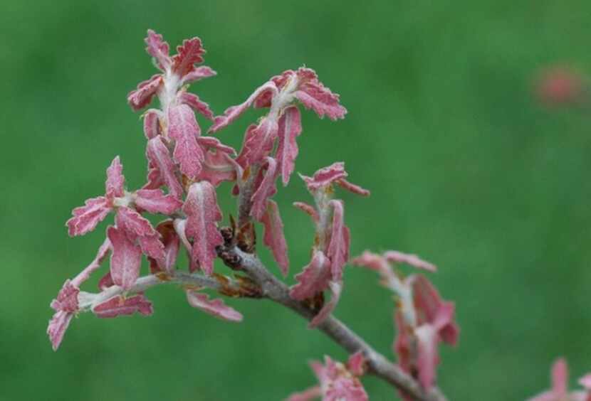 Red leaves indicate new spring growth on the lacey oak.