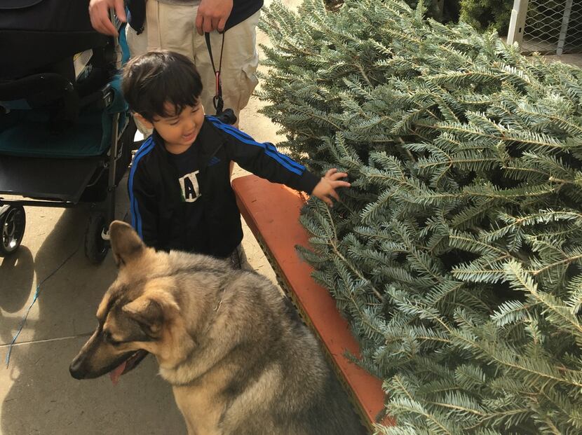 Luca Romero, 2, shopping for a Christmas tree with his family and their German shepherd, who...