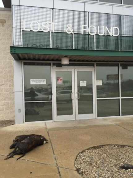  Two dead dogs were left in front of the Dallas Animal Services shelter on Nov. 16, 2015 by...