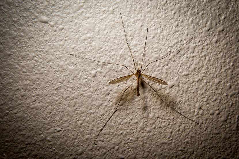 A Crane Fly, or Mosquito Hawk