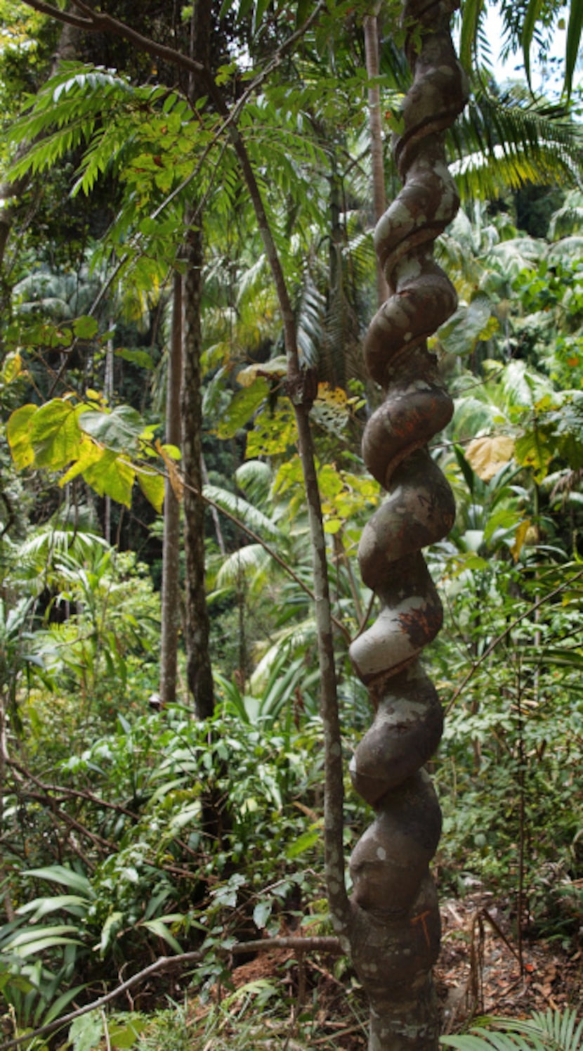 A uniquely sculpted foam bark tree seen on the Tamborine Rainforest Skywalk, in the Gondwana...