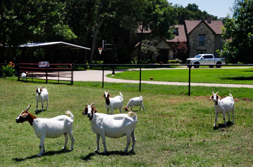 Goats graze along Hickory Hill Road in the Argyle community. A big political feud erupted...