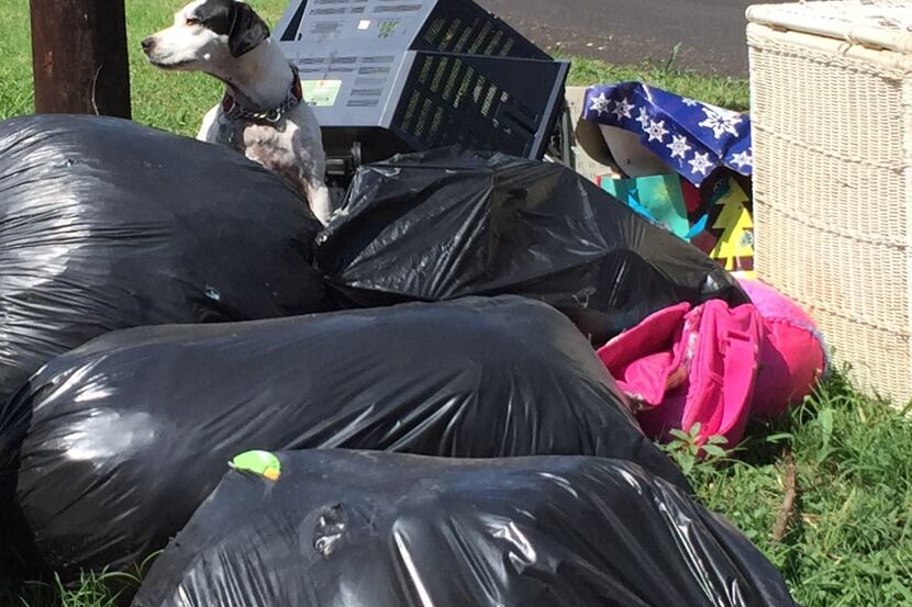 A loose dog scrounges through trash on Clarendon Drive in Oak Cliff.