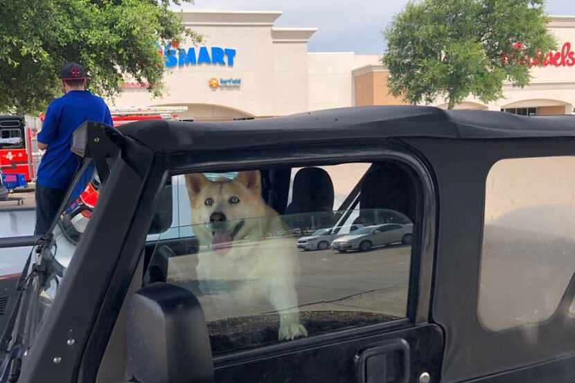 A dog sits in a car outside a PetSmart.