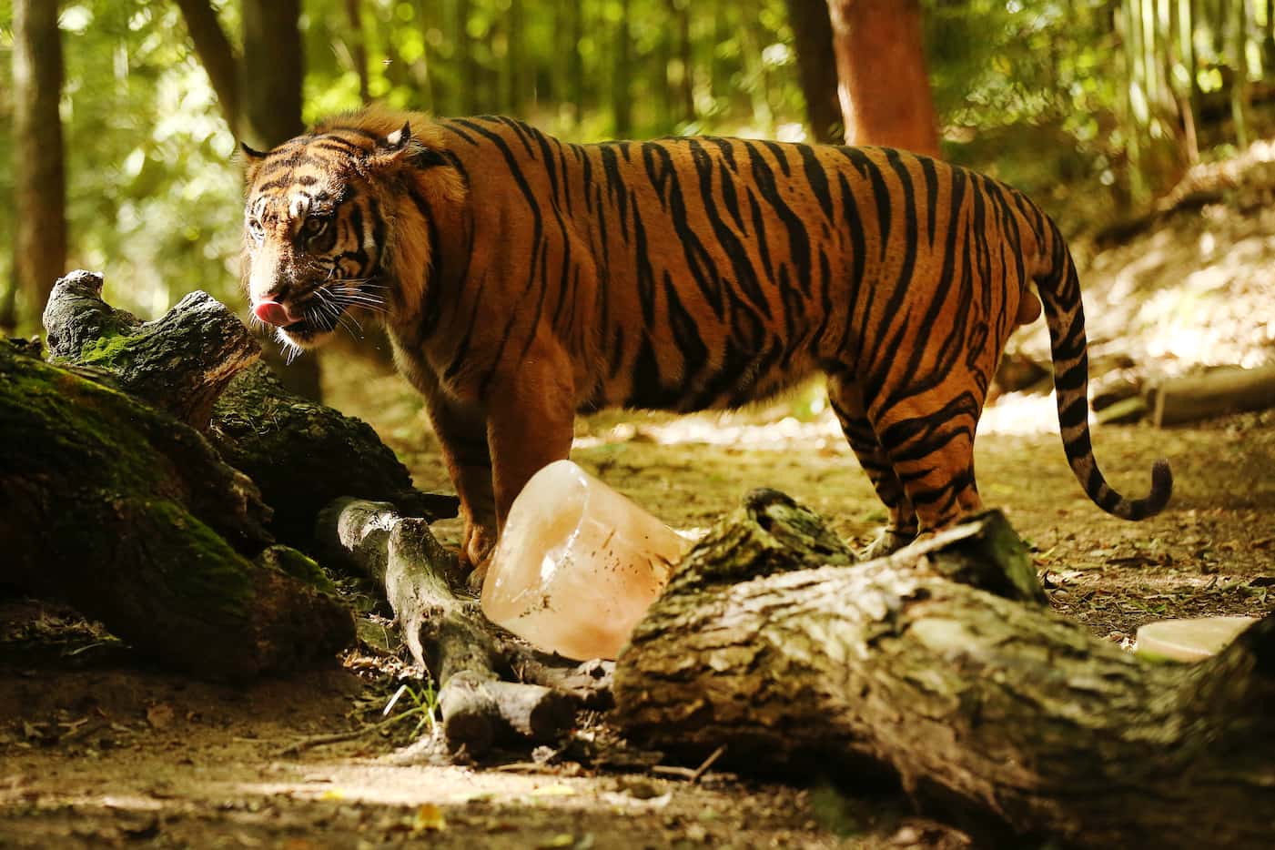 Manis, a sumatran tiger, stood near a frozen enrichment treat at the Dallas Zoo last June....