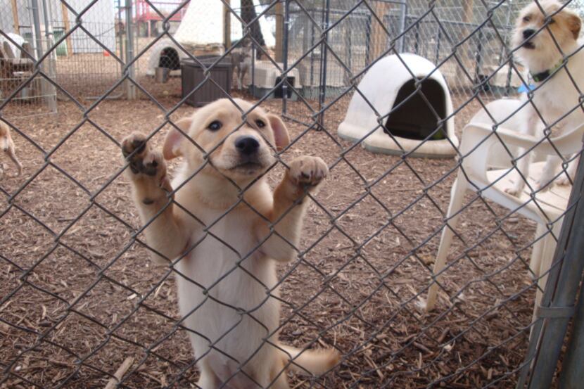 Flurry fights for attention in the outdoor dog run at the Second Chance SPCA facility in...