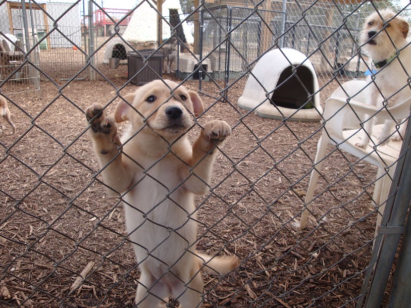 Flurry fights for attention in the outdoor dog run at the Second Chance SPCA facility in...