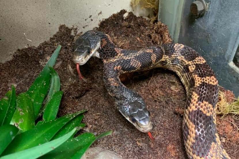 A two-headed rat snake named Pancho and Lefty is on display at the Cameron Park Zoo in Waco.