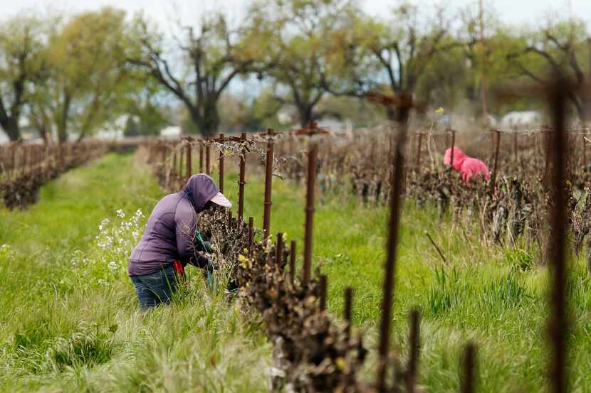 Autoridades calculan que hay cerca de 2 millones de trabajadores agrícolas sin documentación...