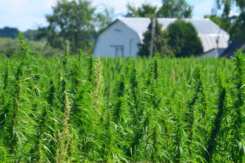 Lawmakers are beginning to introduce bills to legalize growing hemp in other states....