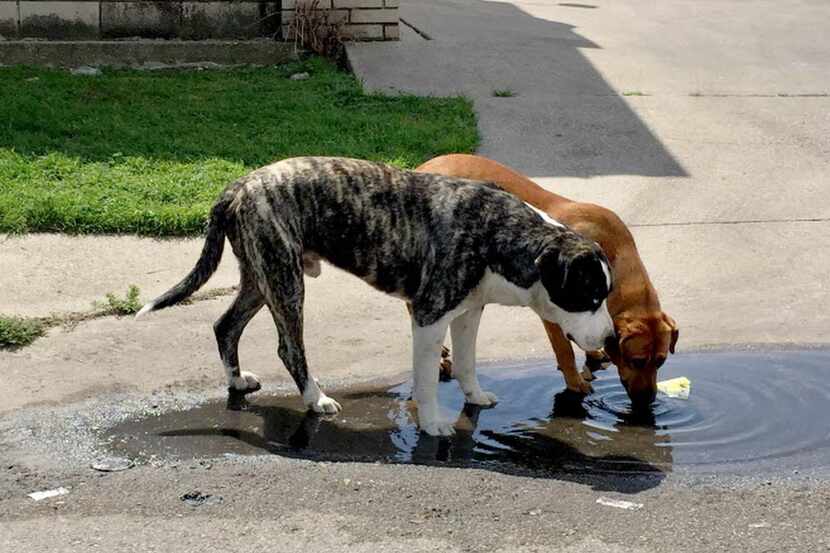 Dos perros beben agua de un charco en un sector del sur de Dallas. (DMN/GUY REYNOLDS)
