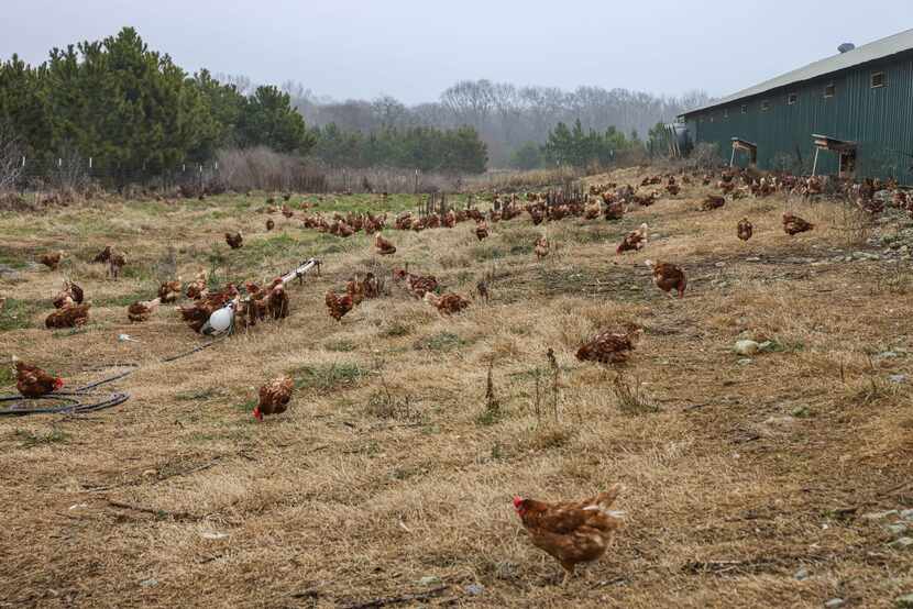 Some of the hens gather behind the barn where they can drink fresh water and walk freely at...