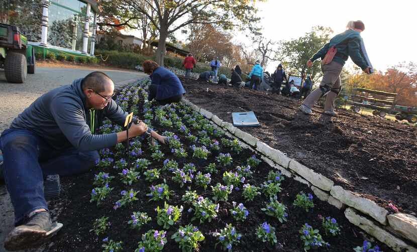 The Dallas Arboretum and Botanical Garden's horticultural staff plant on Thursday.