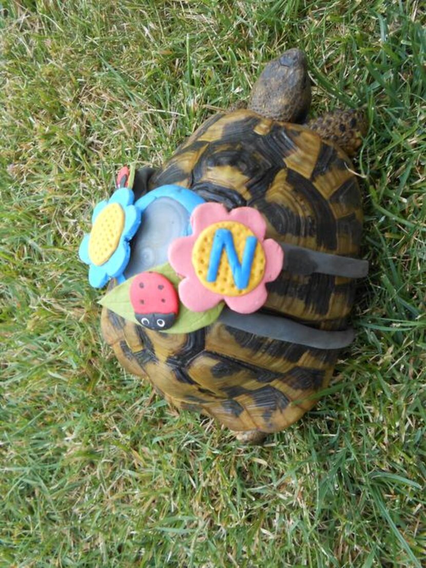 

One Sugru user molded harnesses enclosing GPS trackers for her pet tortoises.


