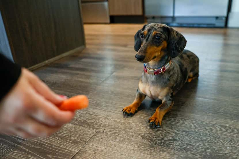 Alison Roche gets her dog Winston to sit for a treat at her apartment in Uptown in Dallas,...