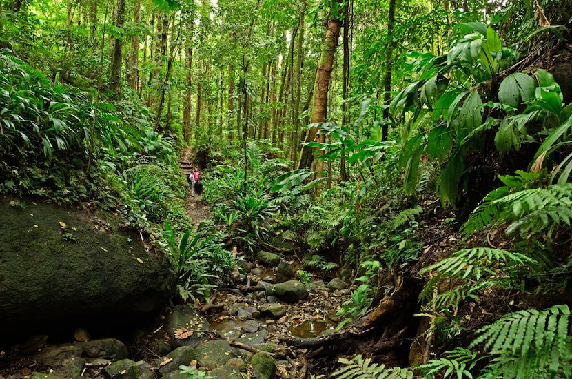 Vermont Nature Trail on the main island of St. Vincent.