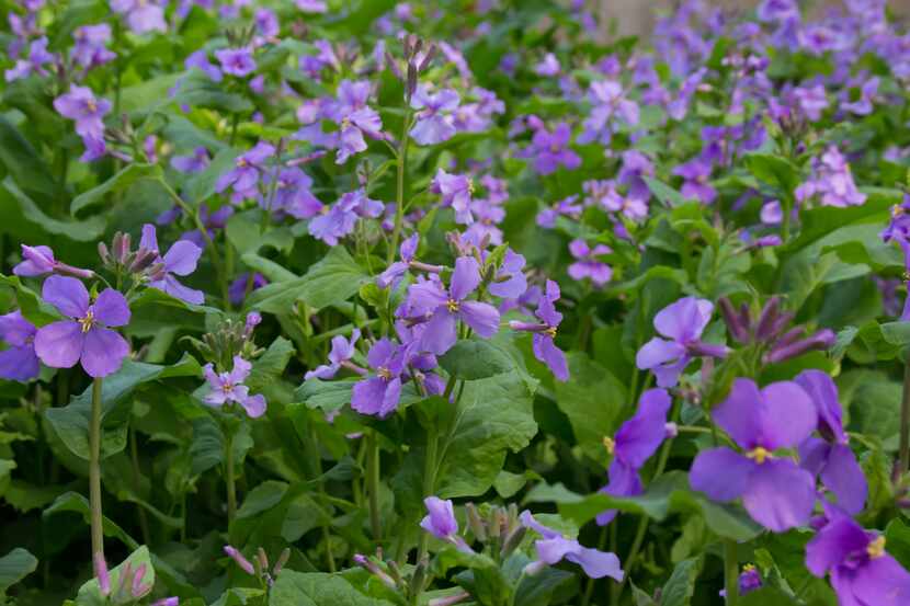 The Chinese violet cress can produce oil good enough to fill your car's crankcase.