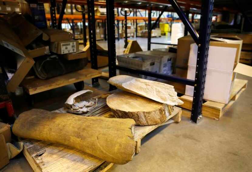 
Pieces of prehistoric artifacts used for study are stored at the Institute for Creation...