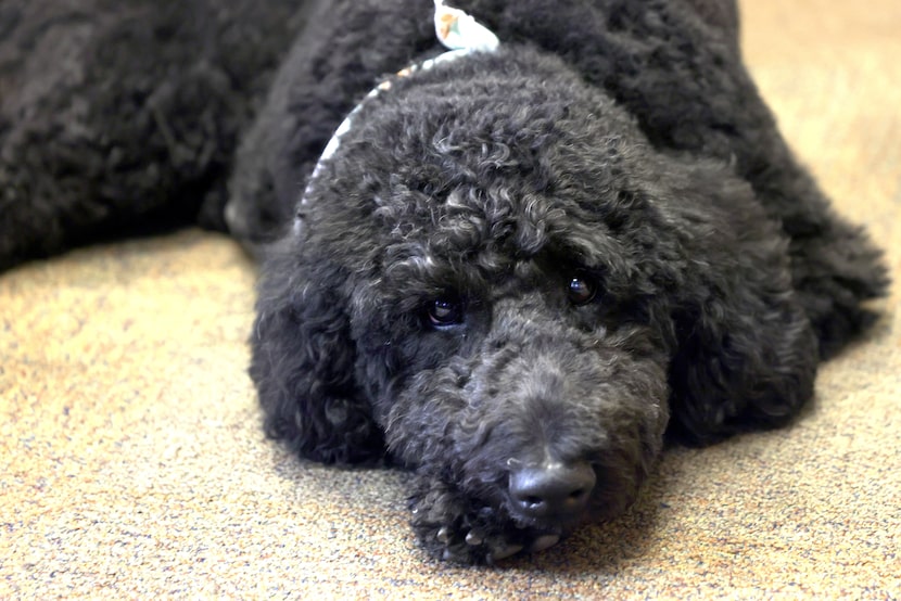 Floyd, a black goldendoodle and St. John's Episcopal Church's unofficial comfort dog in East...