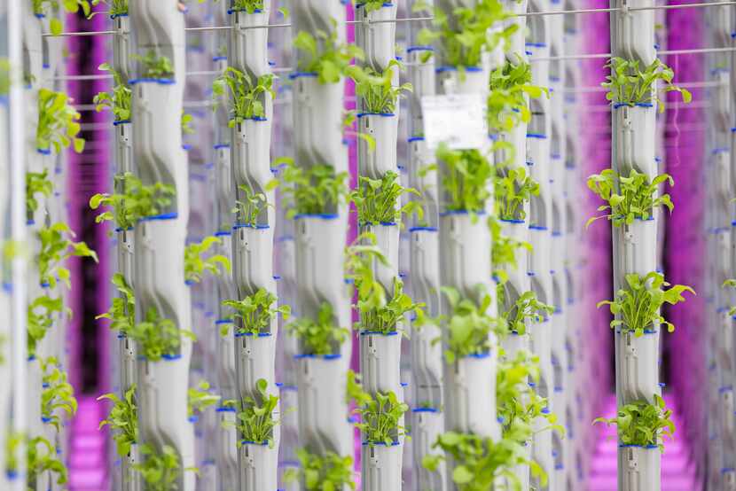 Eden Green's vertical farming is shown in its existing research and development greenhouse.