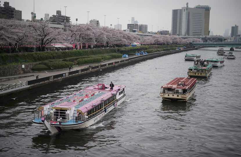 A tourist boat passes by other boats staying near the cherry blossoms in full bloom along...