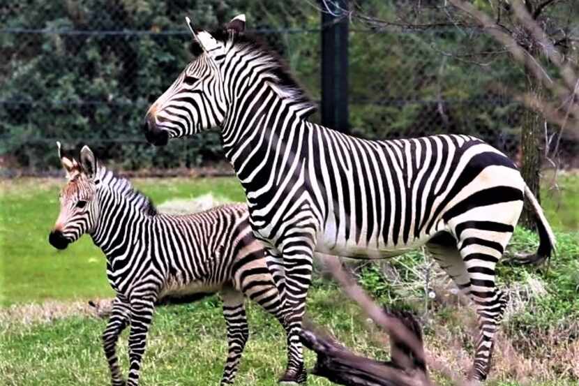 Keeya junto a su hijo Malawa, en marzo pasado. Keeya de 6 años murió en el Dallas Zoo tras...