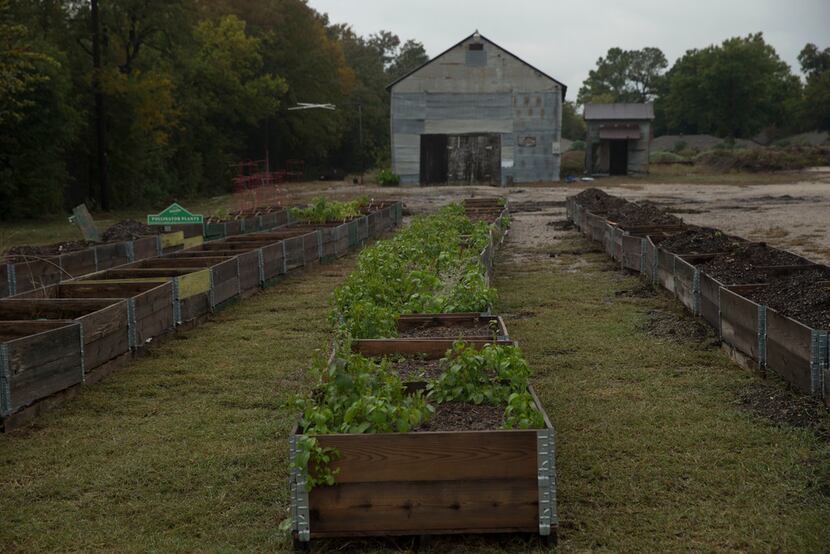 More than 80 raised beds will be used for vegetable research.