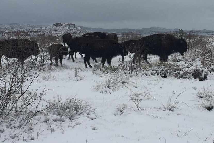 Snow fell on bison at Caprock Canyons State Park in Quitaque from Sunday night into Monday. 