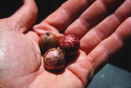 Bloodshot eyeball galls are usually just a cosmetic issue. Exposing the root flares of trees...