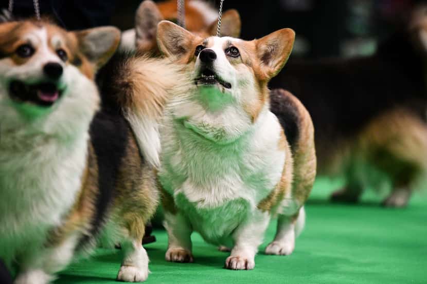Like corgis? Then you'll love the Disapproving Corgis group on Facebook.