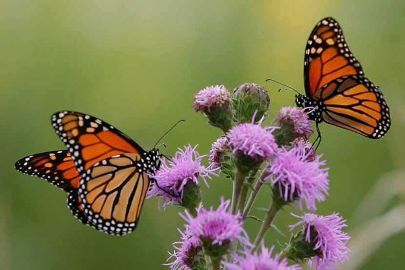 Monarch butterflies' declining numbers stem from habitat destruction blamed on factors such...