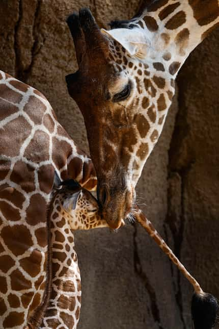 Marekani was greeted by Jesse as the calf made her public debut in July. Both giraffes have...