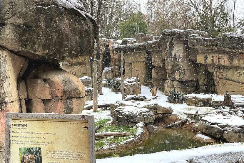 The cheetah habitat at the Dallas Zoo is pictured blanketed in snow on Feb. 3, 2022....