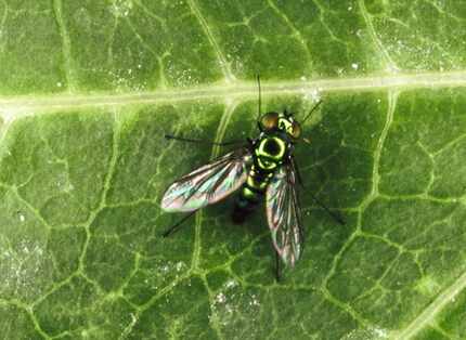 The iridescent long-legged fly, which is usually blue or green, is a predator of pest...
