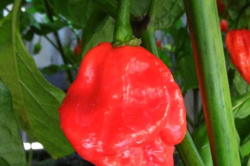 
'Trinidad Scorpion' is an ultra-hot pepper. The Chile Pepper Institute says it is not...