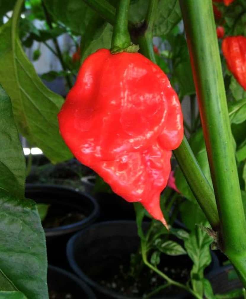 
'Trinidad Scorpion' is an ultra-hot pepper. The Chile Pepper Institute says it is not...