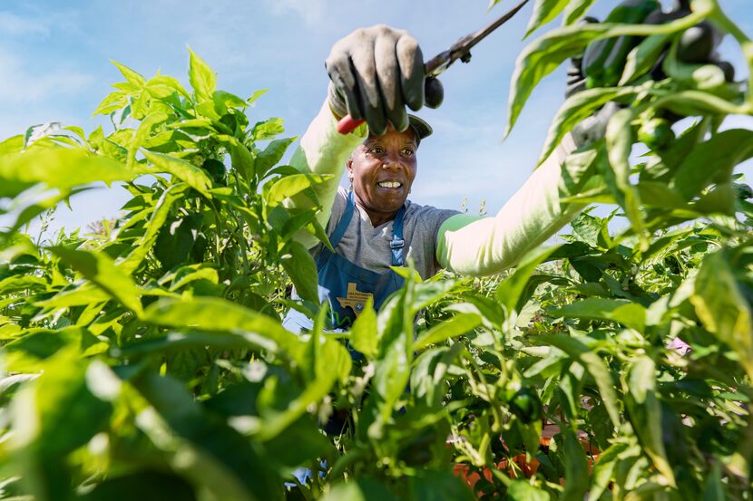 Texas Master Gardeners work on urban farming at the Dallas County Road and Bridge District 1...