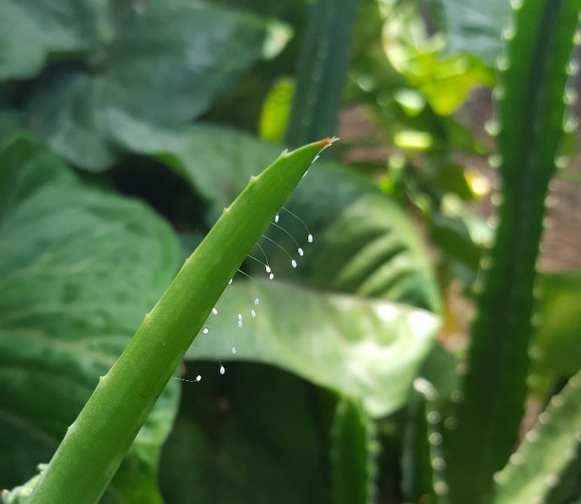 Green lacewing females lay eggs that are connected to the end of long whisker-like silk...