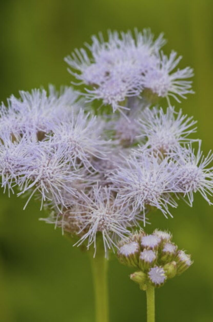 
Gregg’s blue mistflower is a native perennial that butterflies love. It blooms in late...