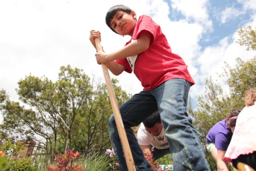 Aditya Gupta digs in as Hackberry's Little Helpers beautify Hackberry Creek with new flowers...