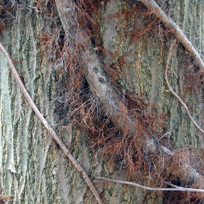 
In winter, old poison ivy vines are thick and hairy — and quite potent. 
