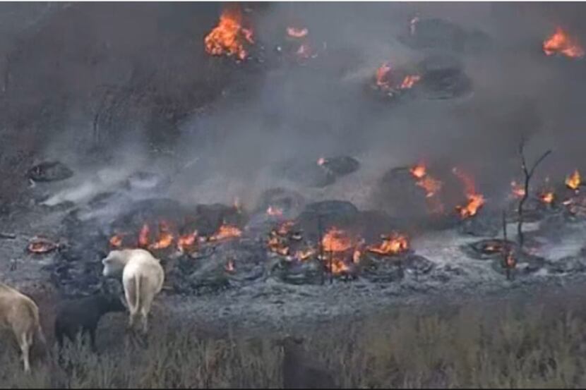 A fire burned in Johnson County dangerously close to a herd of cattle on Thursday. (KXAS-TV)