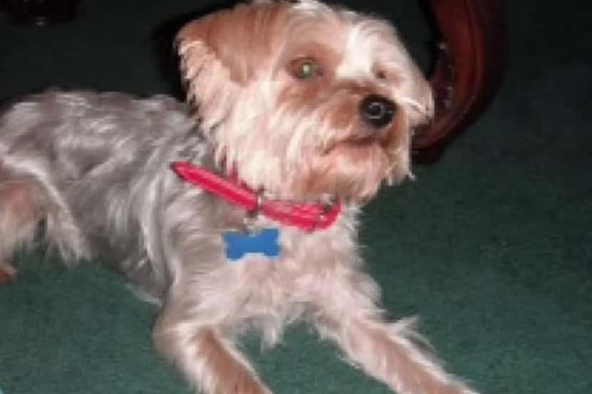 A Fort Worth man says a mail carrier hit his 10 pound Yorkie with a rock.