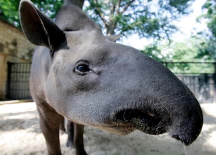 George, a near 38 year old Tapir, is seen at the San Antonio Zoo on May 29, 2008.