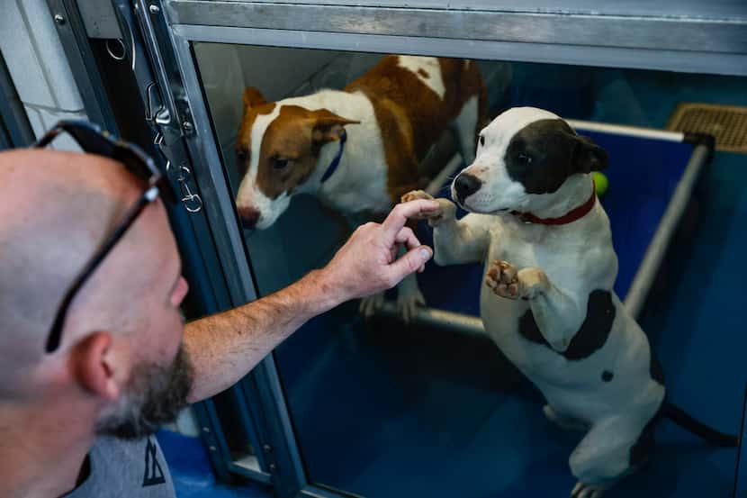 Ryan Lyles interacts with a dog behind glass at Dallas Animal Services in Dallas, Texas. The...