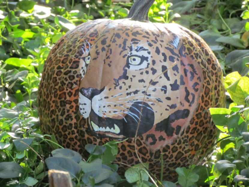 Come see pumpkins painted as birds, mammals -- like this jaguar -- reptiles, amphibians and...