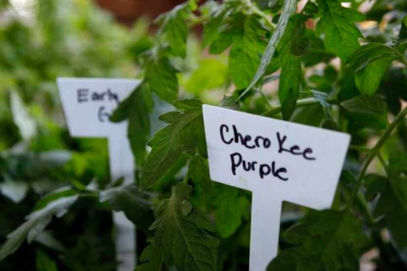 
Get a start on your own summer garden with tomato plants from the Dallas Farmers Market. 
