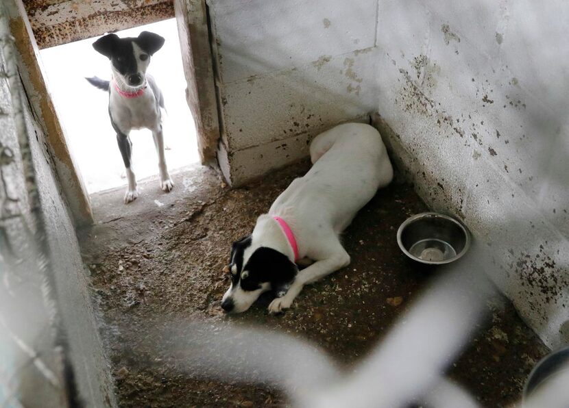 
Carol Merritt helped rescue these two dogs that will be flown to Salem, Mass., to adoption...